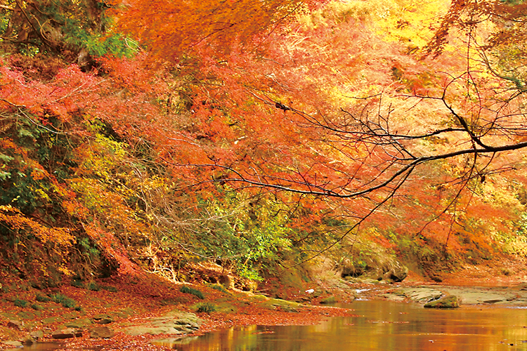 秋を楽しむ！ 近隣の紅葉情報